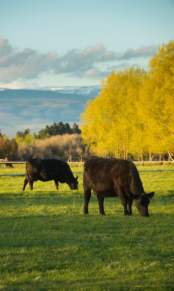 Black cows graze on farmland near Manastash Creek in Ellensburg, Washington.4-26-2017 Photo by Kirsten Strough. Original…