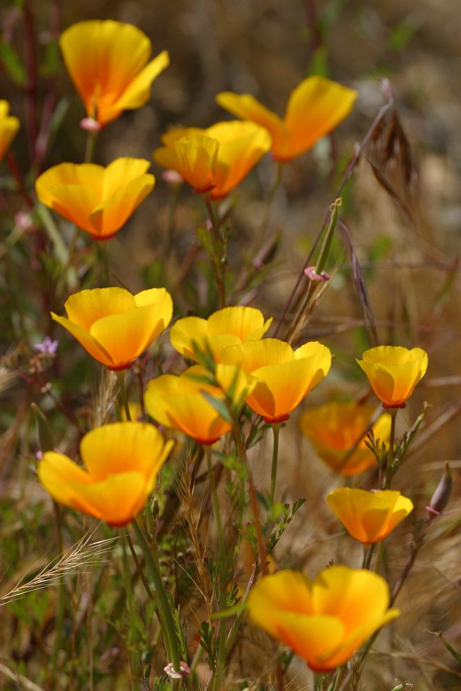 CA Poppies. Scientific name: Eschscholzia californica. California's state flower. Spring bloomers. Original public domain…