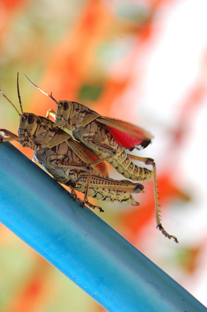 Lubber Grasshopper mating, NPSphotos