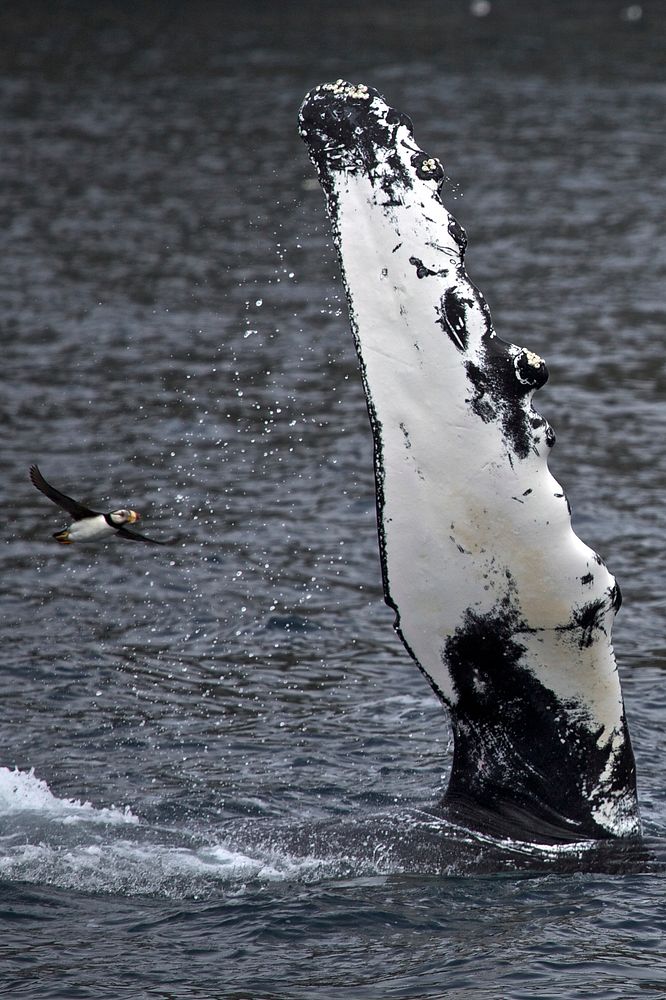 Humpback WhaleNPS Photo/ Kaitlin Thoresen. Original public domain image from Flickr
