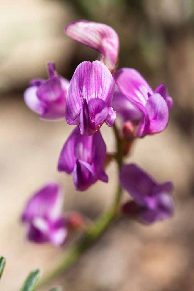 Milkvetch (Astragalus sp.)