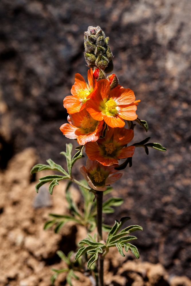 Globemallow (Sphaeralcea coccinea)