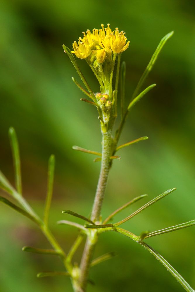 Western tansy-mustard (Descurainia pinnata)