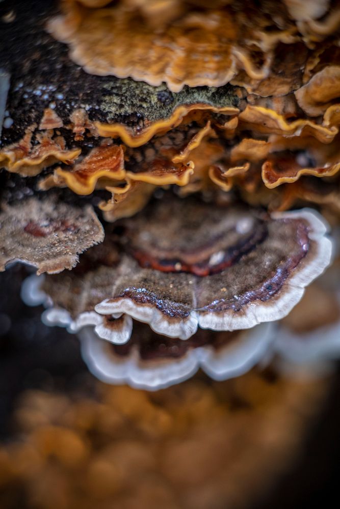 Turkey Tail grows out of a Lions Mane log in the Mayim Farm.In 2016, Mayim Farm received $8,930 from USDA NRCS to construct…