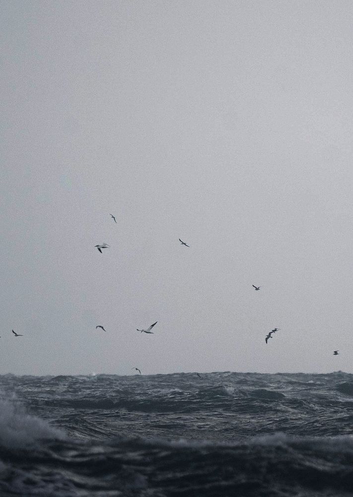 Flock of birds flying on the ocean background