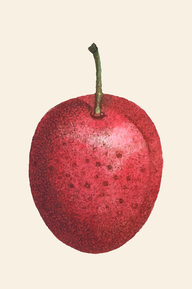 Vintage plum psd fruit hand drawn illustration