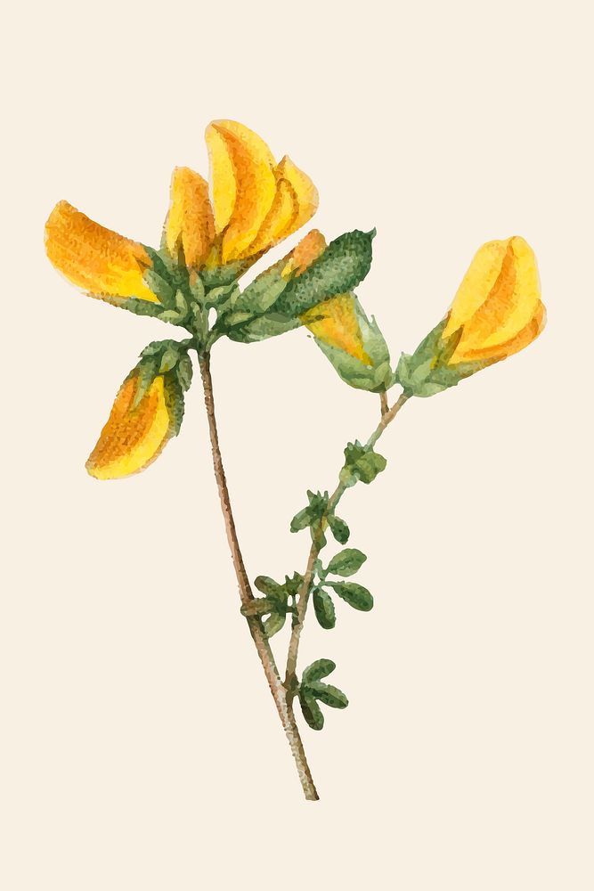 Vintage yellow cytisus flower psd hand drawn illustration