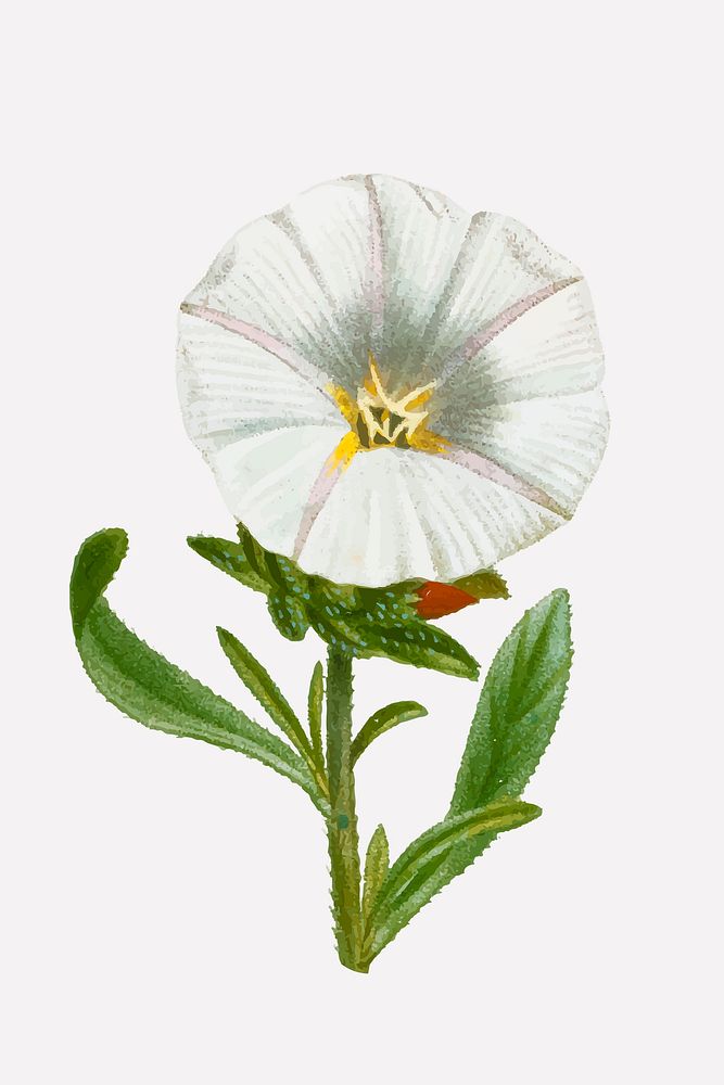 Vintage silverbush flower psd hand drawn botanical