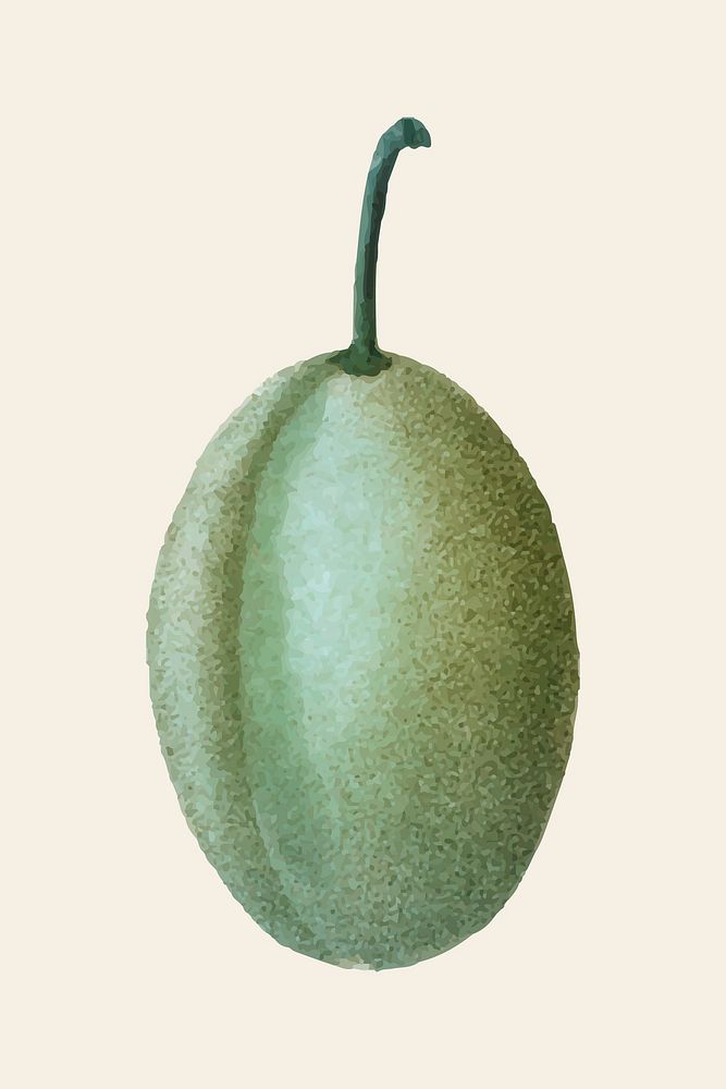 Vintage green plum vector fruit hand drawn sticker