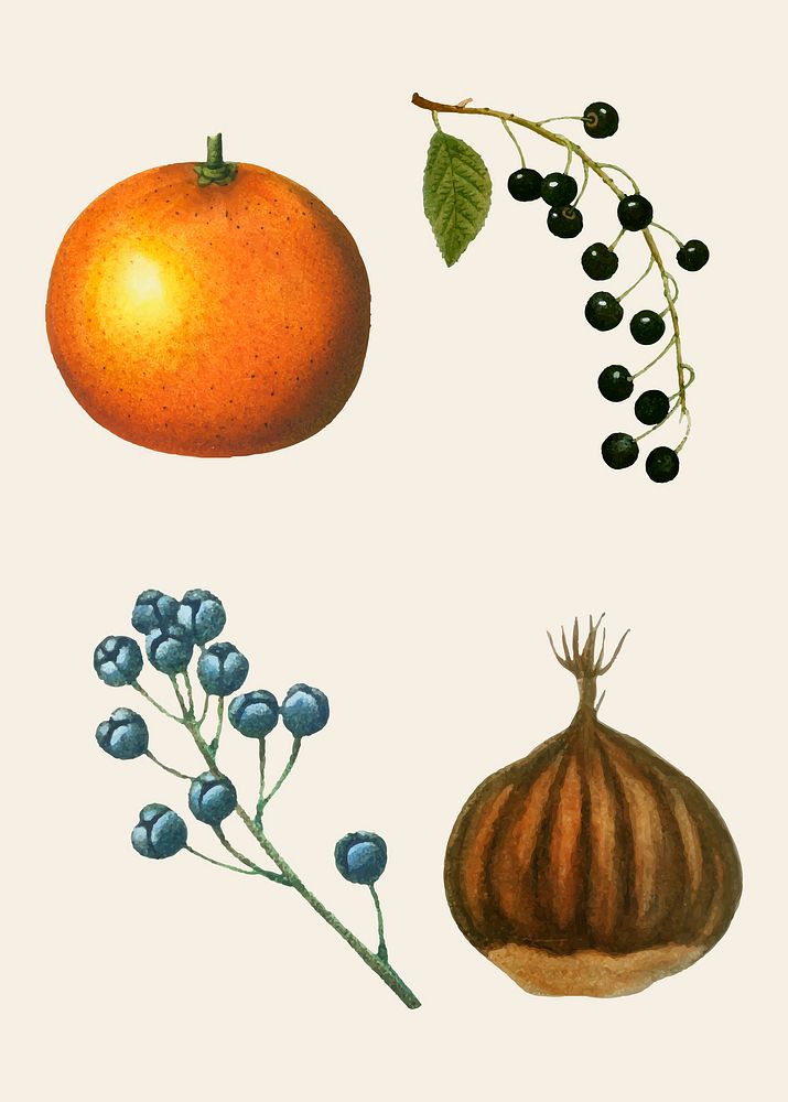 Vintage tropical fruit vector set hand drawn illustration