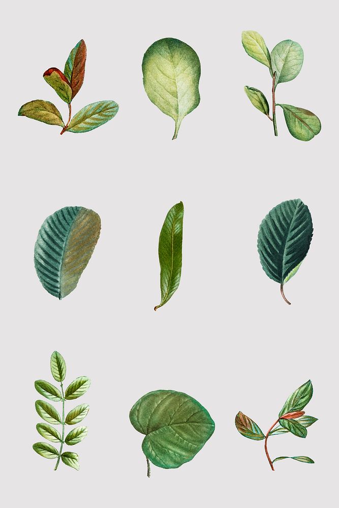 Vintage foliage vector set hand drawn leaf