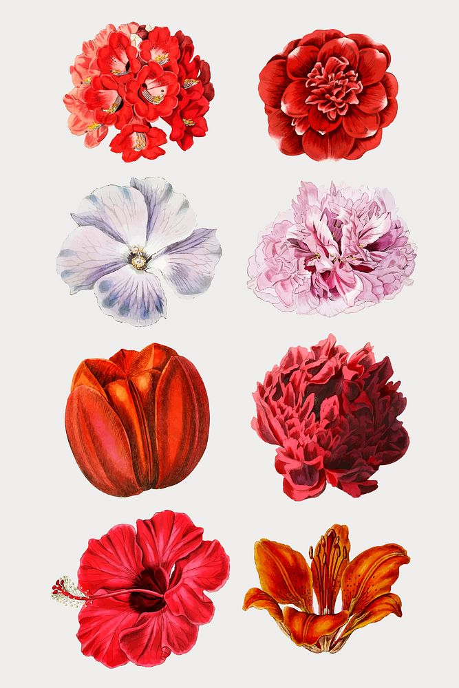 Colorful blooming flowers collection vector