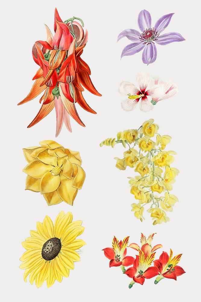 Colorful flower set hand drawn vector 