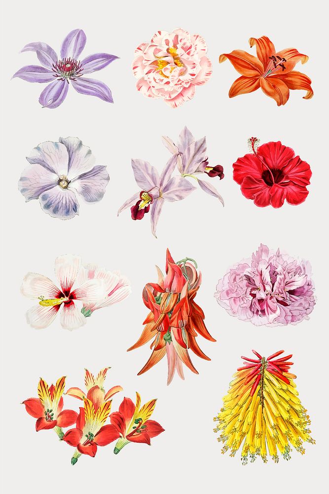 Colorful blooming flowers set vector close up
