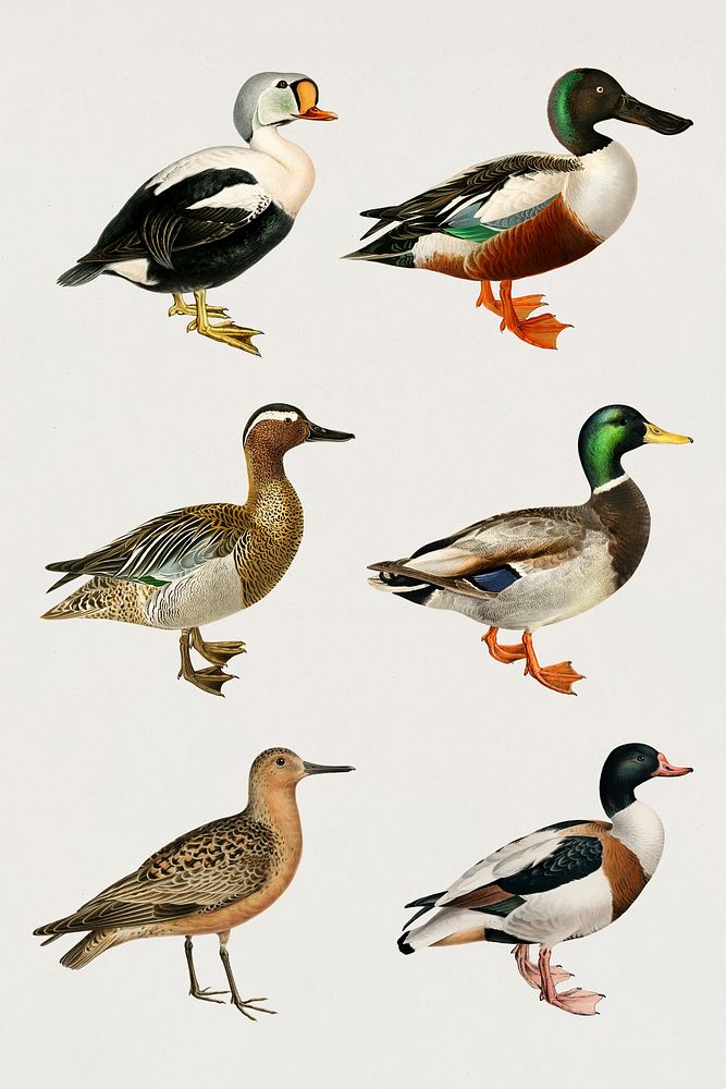 Vintage bird and duck illustration set