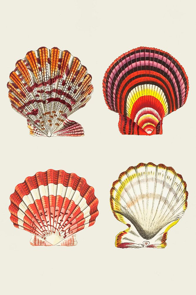 Vector seashells vintage colorful collection