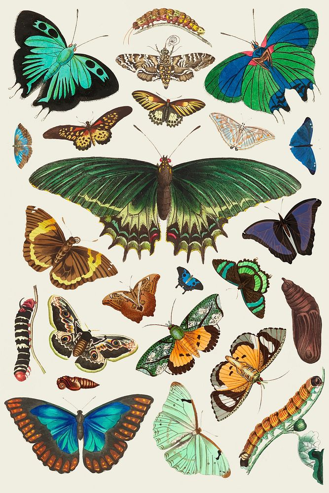 Hand drawn butterfly vintage colorful collection