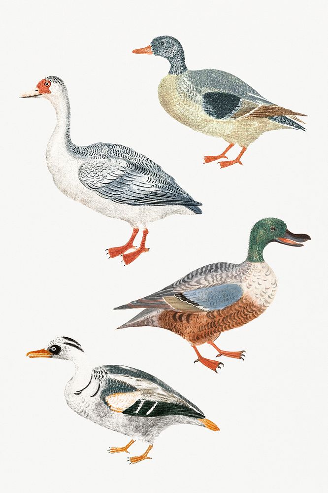 Mallard duck psd animal vintage hand drawn illustration set