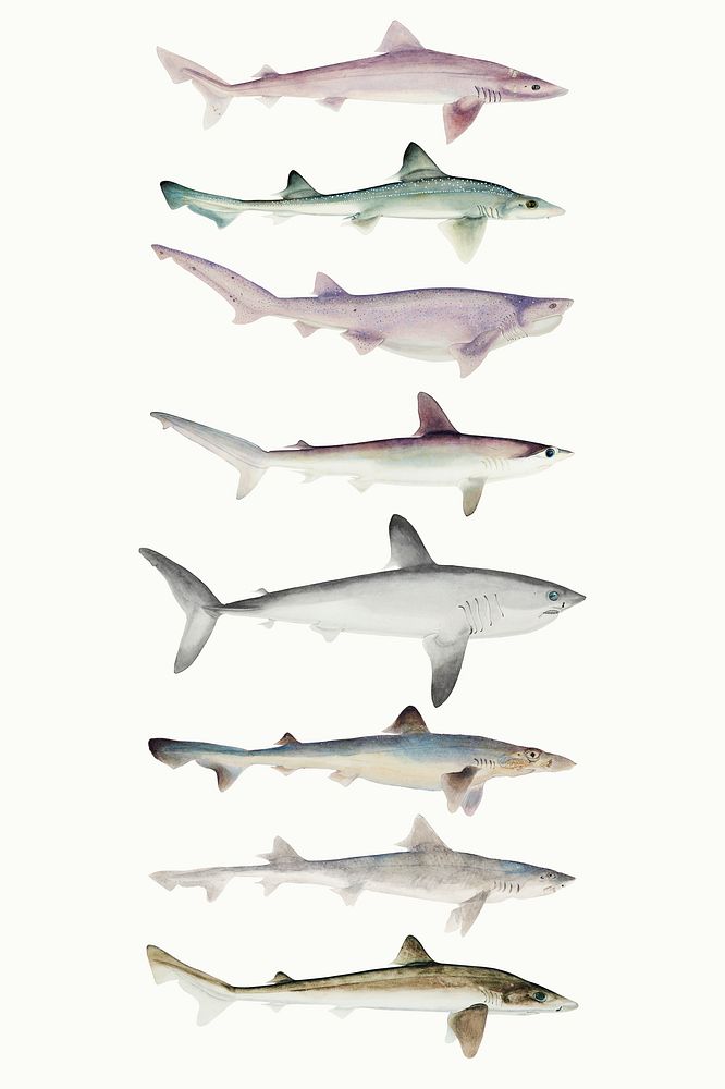 Sharks psd sea creature vintage drawing hand drawn clipart