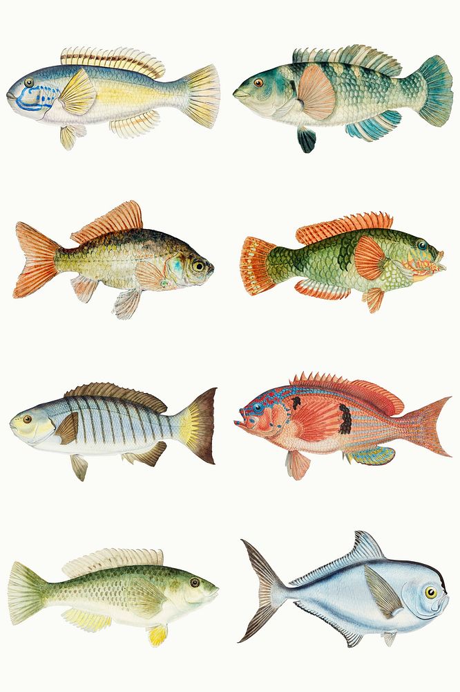 Ocean life fish psd vintage clipart illustration collection