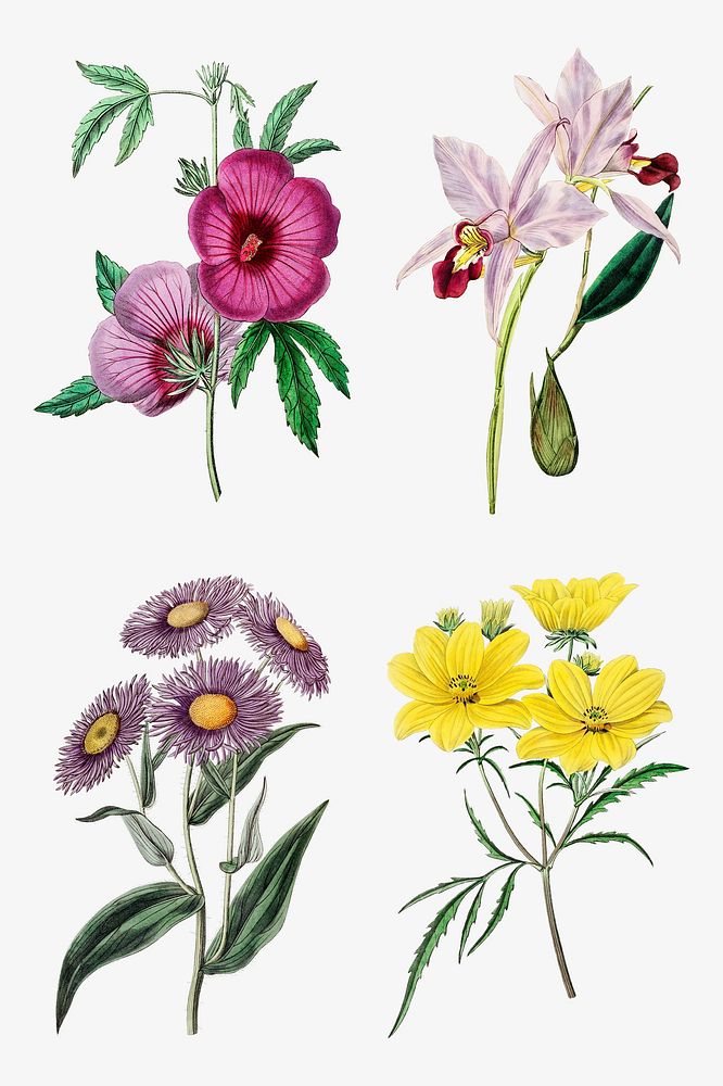 Blooming flowers psd hand drawn botanical illustration set