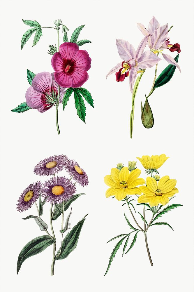 Flowers vector vintage botanical set