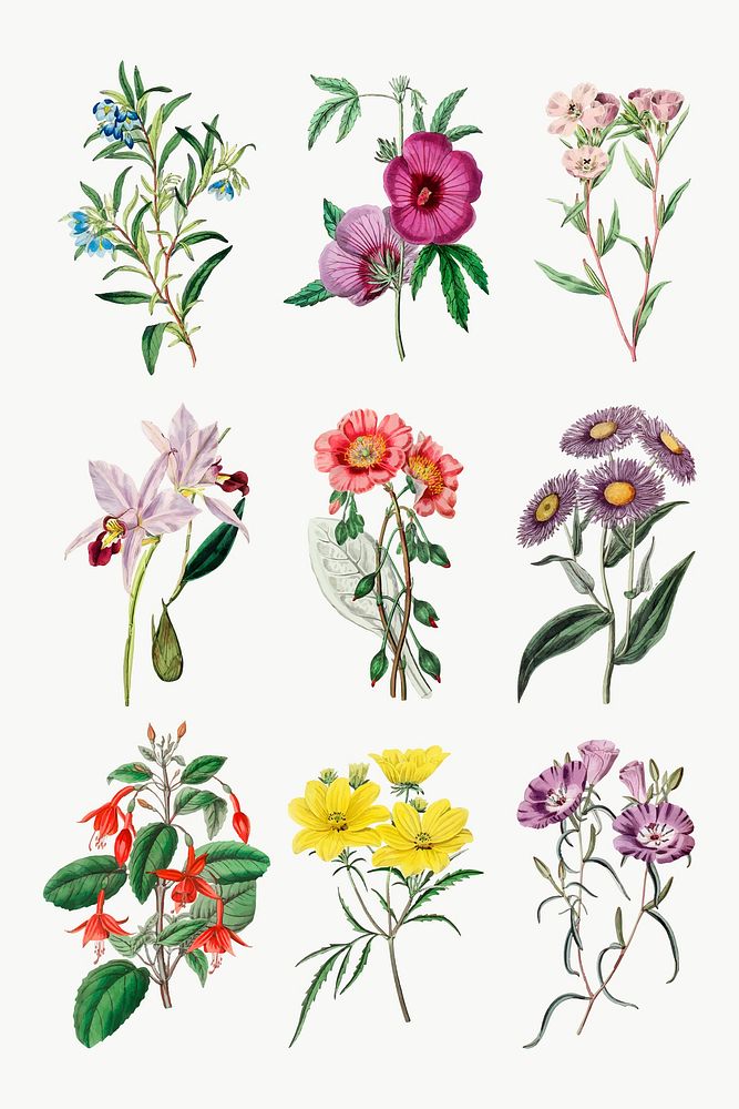 Hand drawn lowers vector vintage botanical set