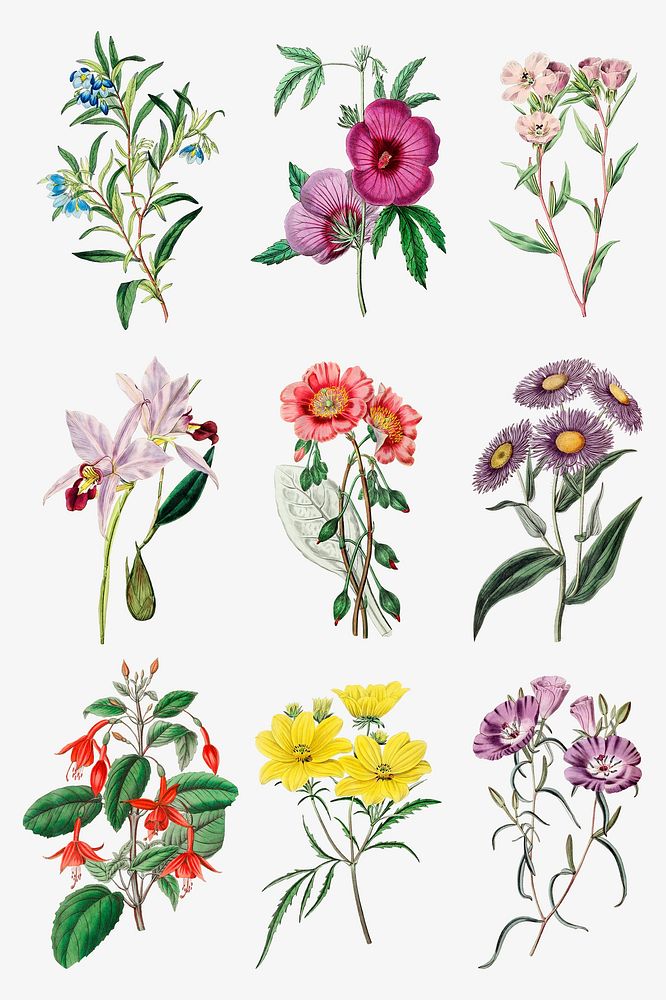 Vintage hand drawn flowers botanical set
