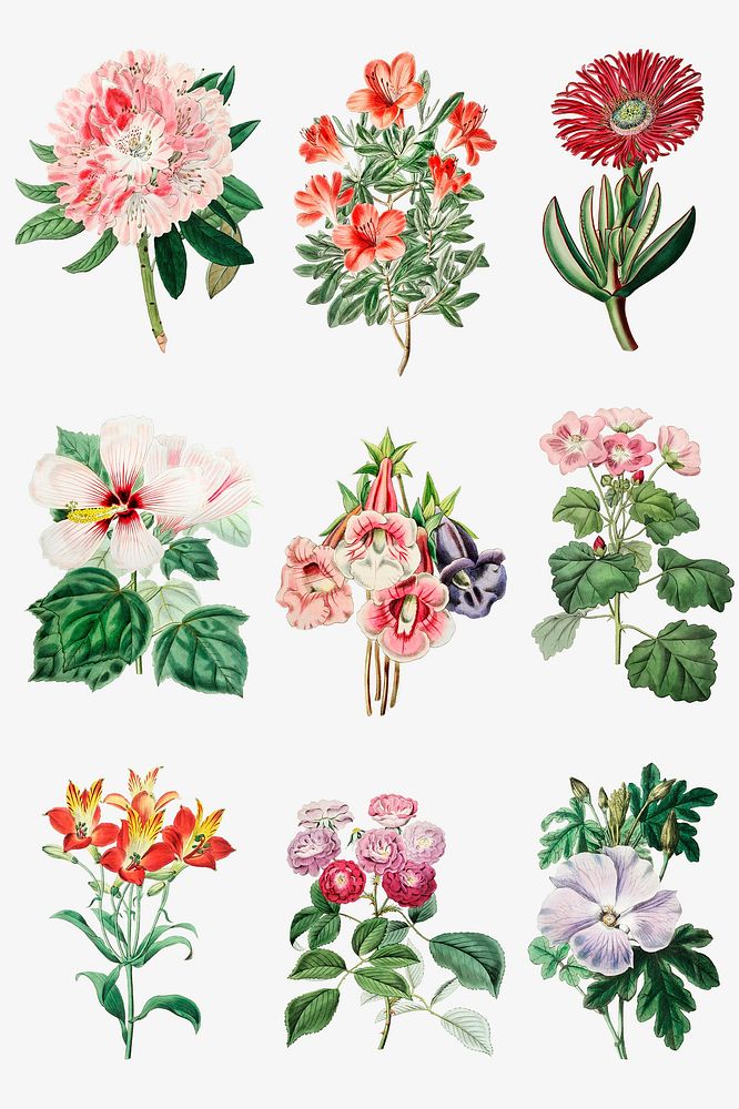 Vintage flowers psd illustration botanical drawing set