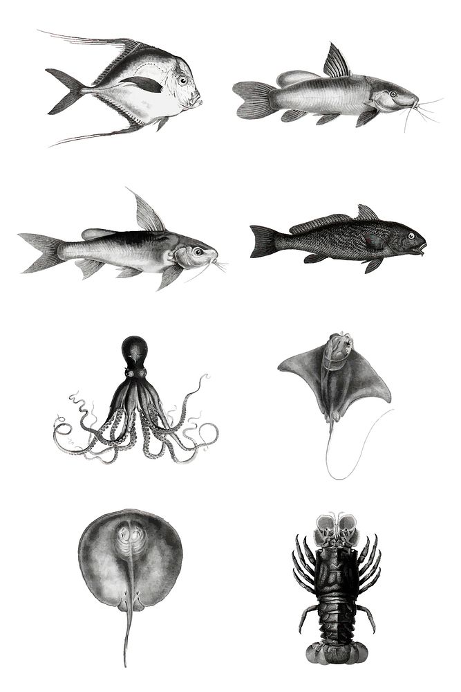 Marine life and fish species vintage vector illustration set