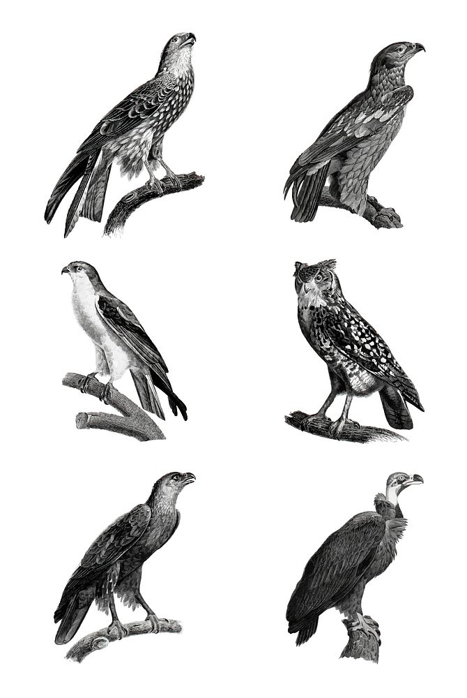 Birds of prey vintage owl and eagle vector illustration set