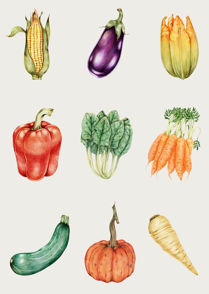 Organic vegetables vintage vector hand-drawn collection