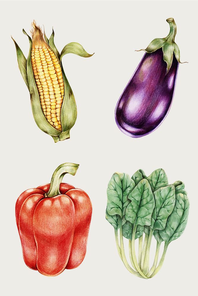 Organic vegetables vintage vector hand-drawn collection