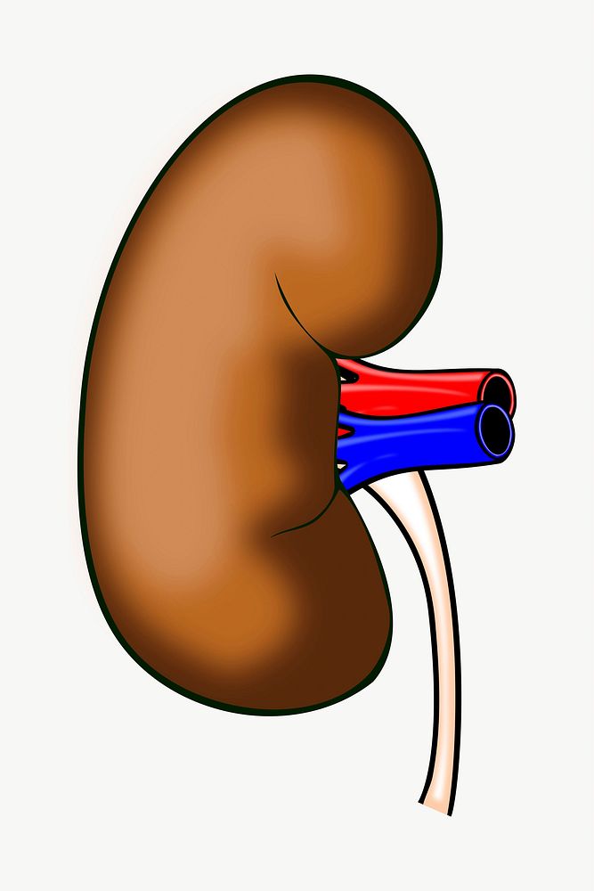 Kidney, organ clipart, illustration vector. Free public domain CC0 image.