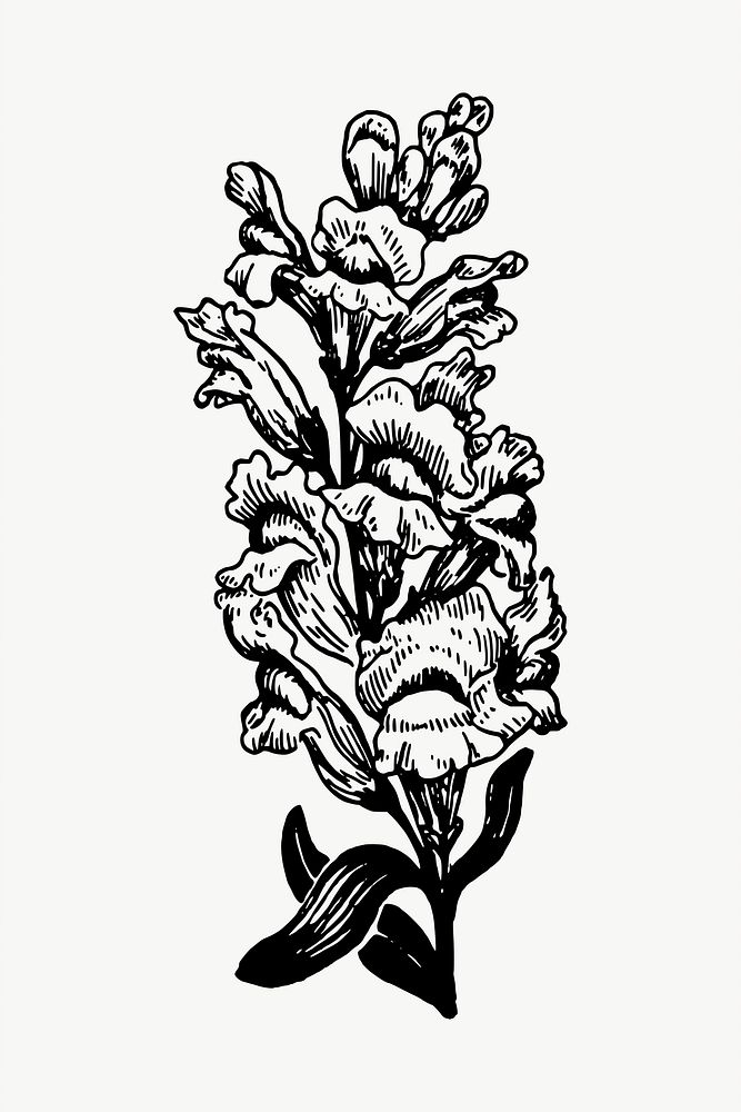 Snapdragon flower drawing, illustration vector. Free public domain CC0 image.