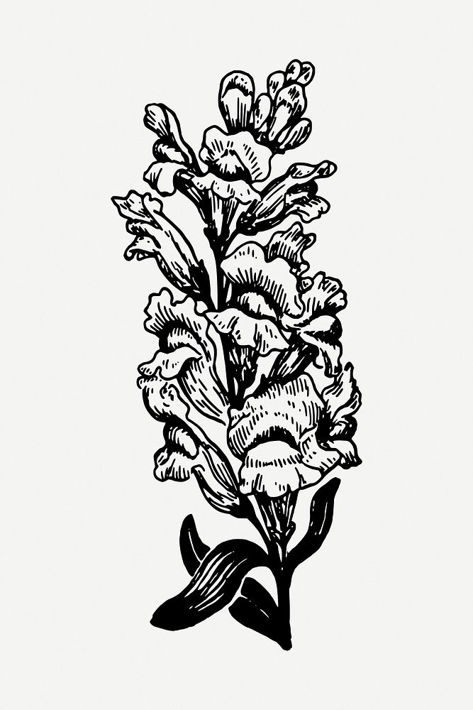 Snapdragon flower drawing, illustration psd. Free public domain CC0 image.