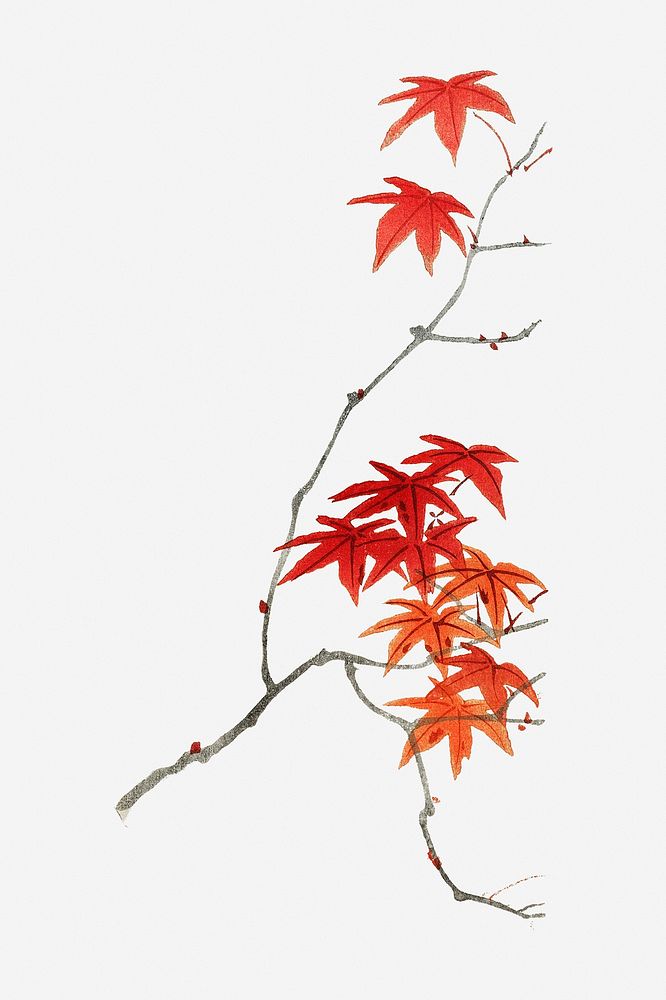 Vintage maple tree, Autumn botanical illustration