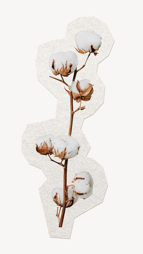 Dried cotton sticker, botanical collage element