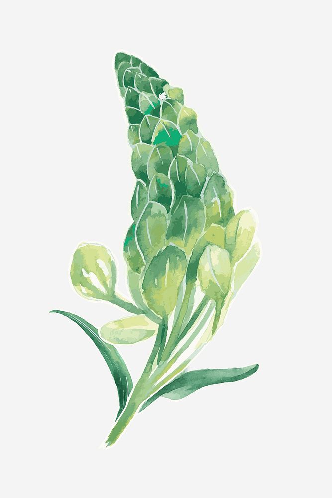 Green lupine botanical drawing graphic