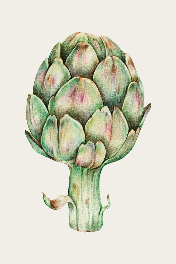 Vegetable artichoke vector in color-pencil
