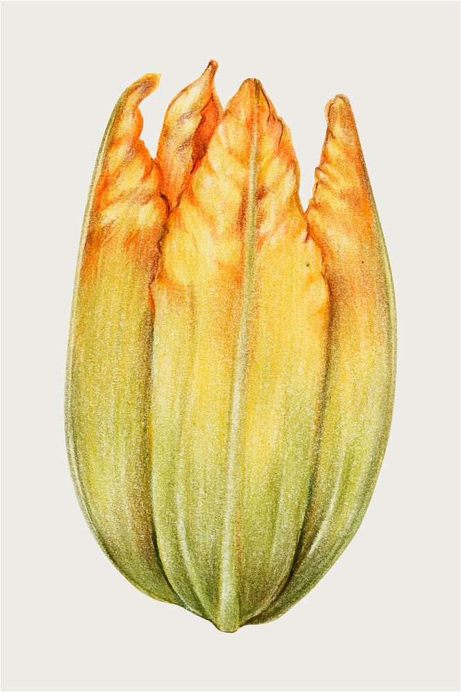Zucchini flower vintage vector hand-drawn