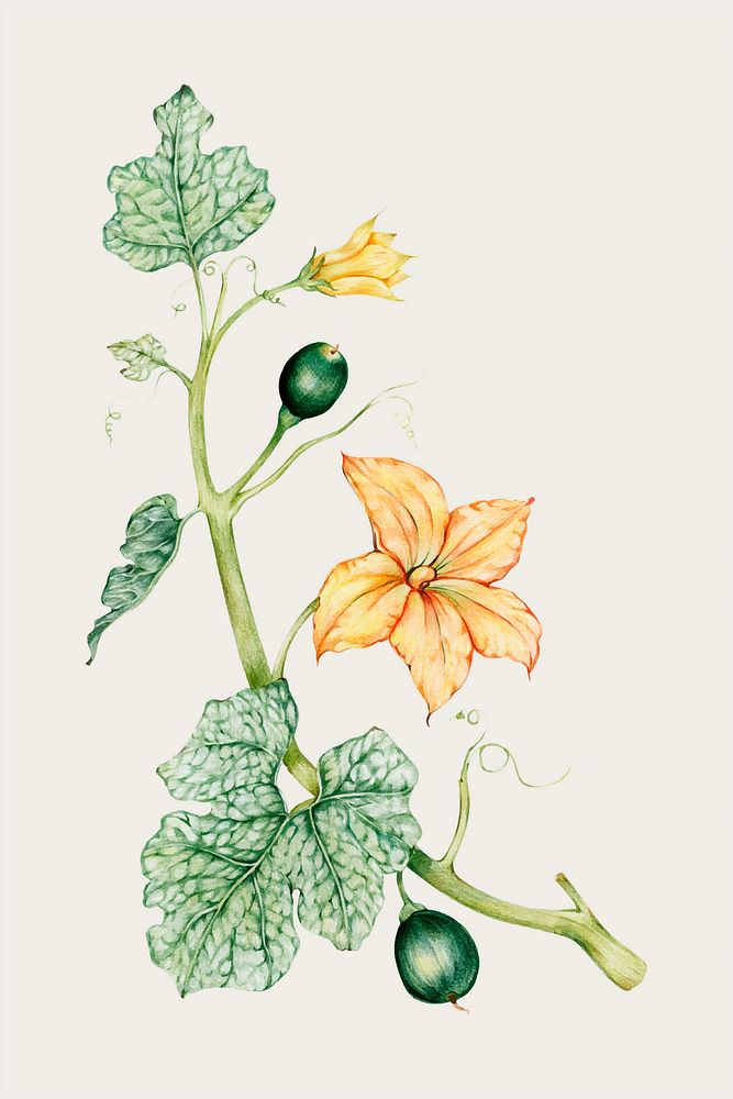 Pumpkin flower vintage vector hand-drawn