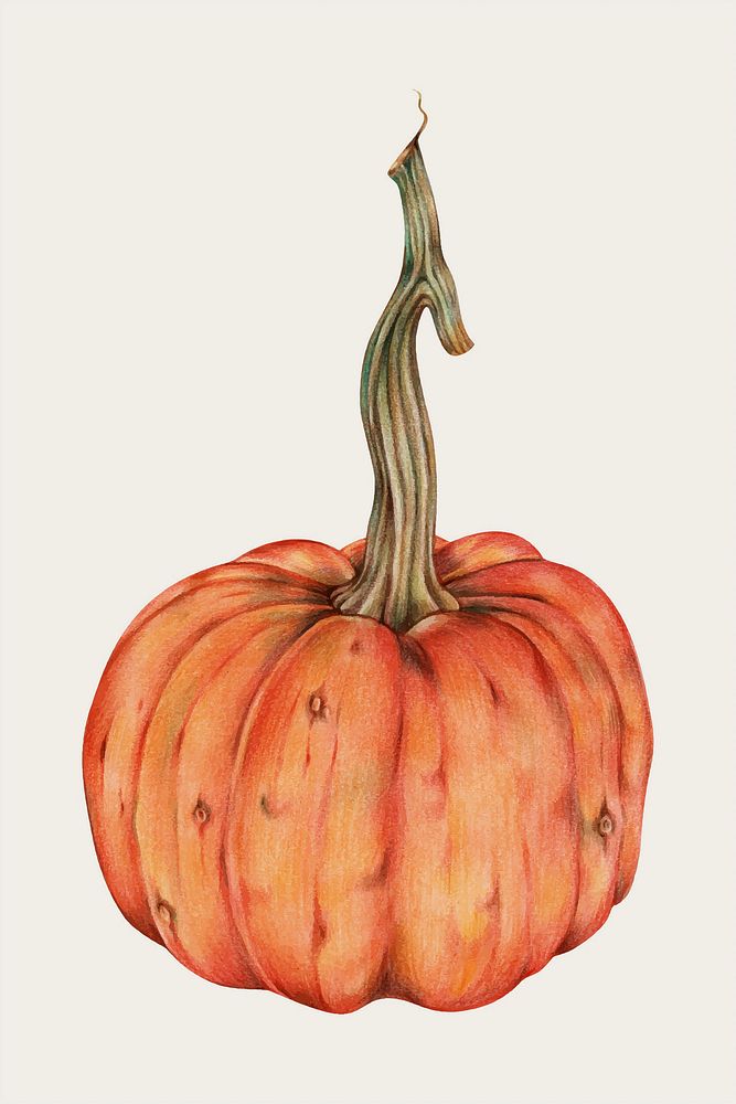 Fresh pumpkin vintage vector hand-drawn