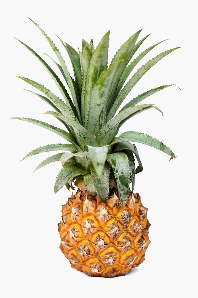Fresh pineapple isolated on white background illustration