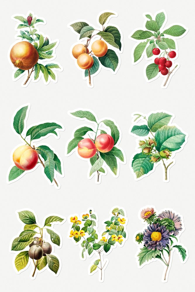 Fruit and flower sticker design resource set