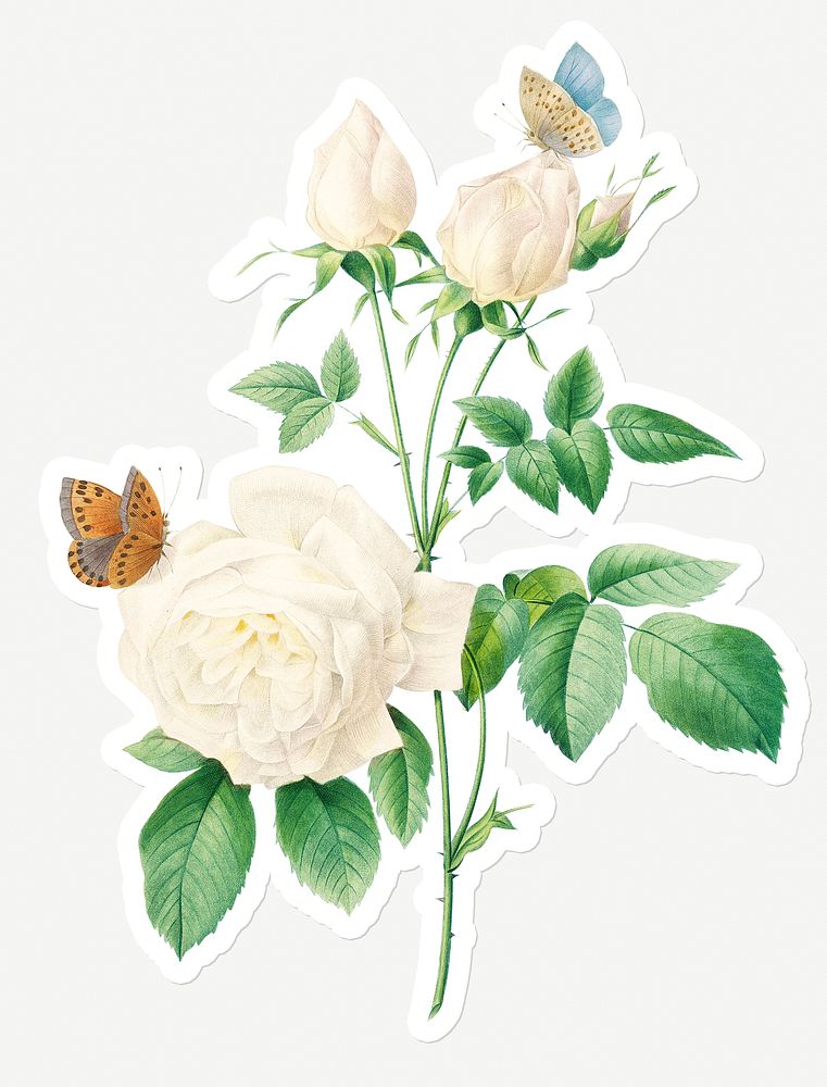 White rose flower sticker overlay design resource 