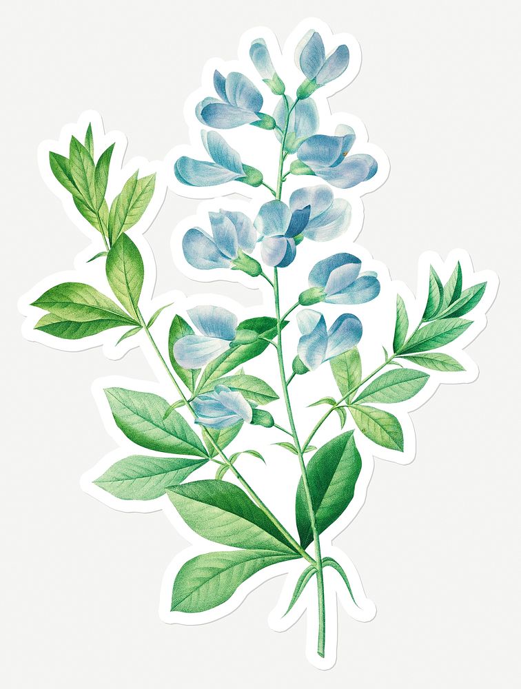 Sweet pea flower sticker design resource 