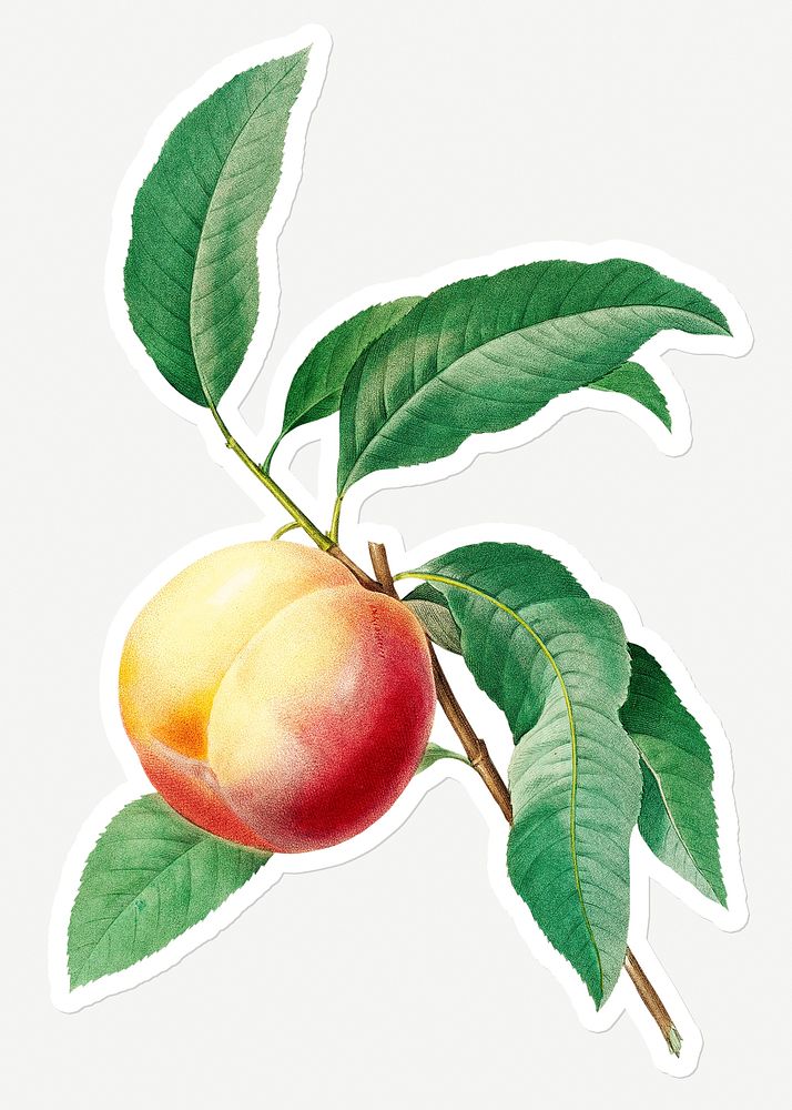 Peach fruit on a branch sticker overlay design resource 