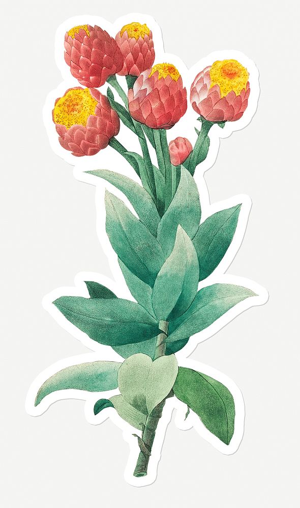 Cudweed flower sticker design resource 