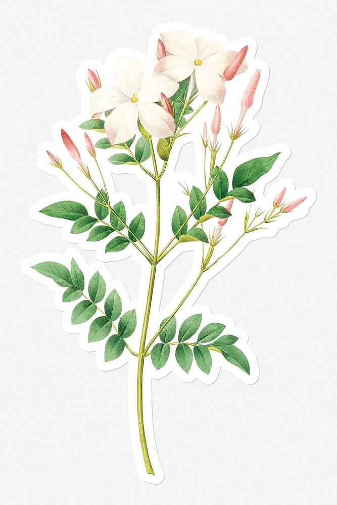 Spanish jasmine flower sticker design resource 
